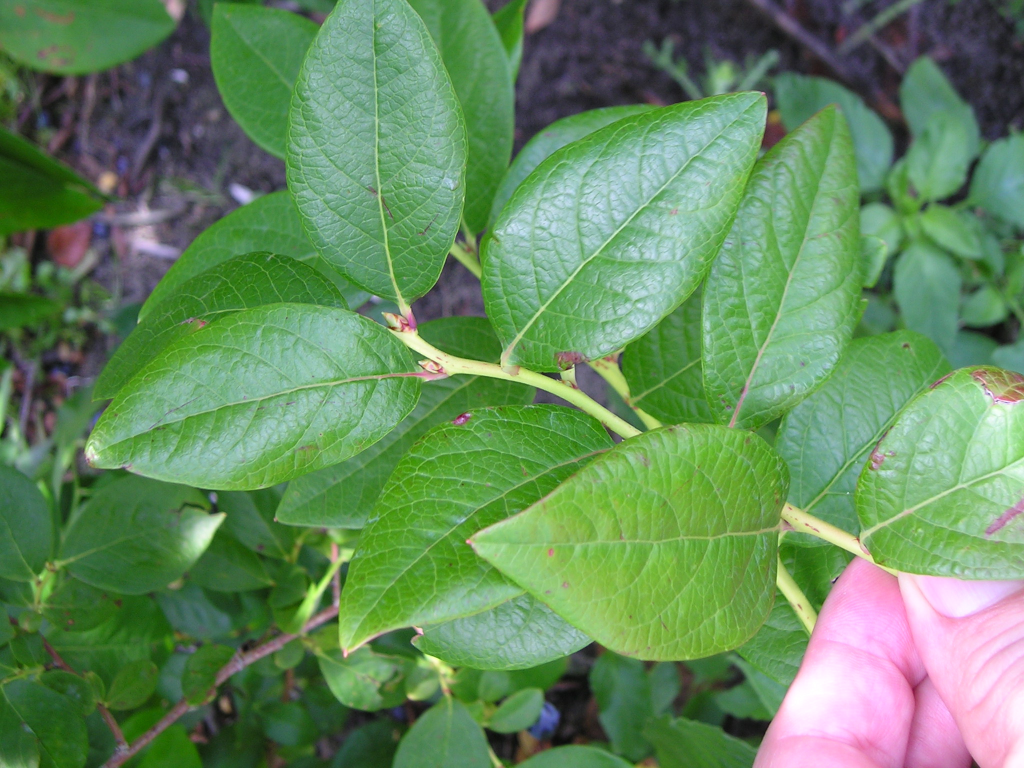 new blueberry flower buds